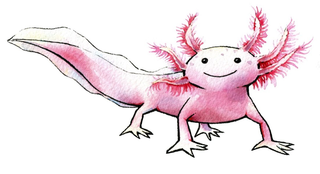 Ilustración en acuarela de un ajolote sonriente