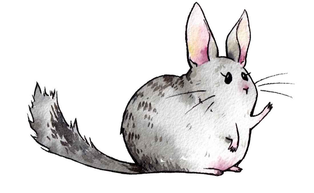 La chinchilla, personaje del programa narrativo, ilustrado en acuarela