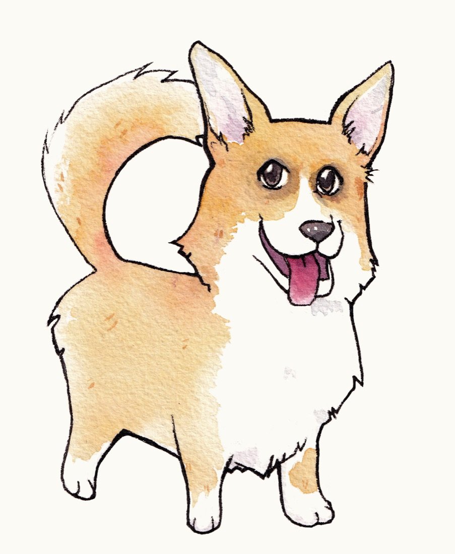El corgi, personaje del programa narrativo, ilustrado en acuarela