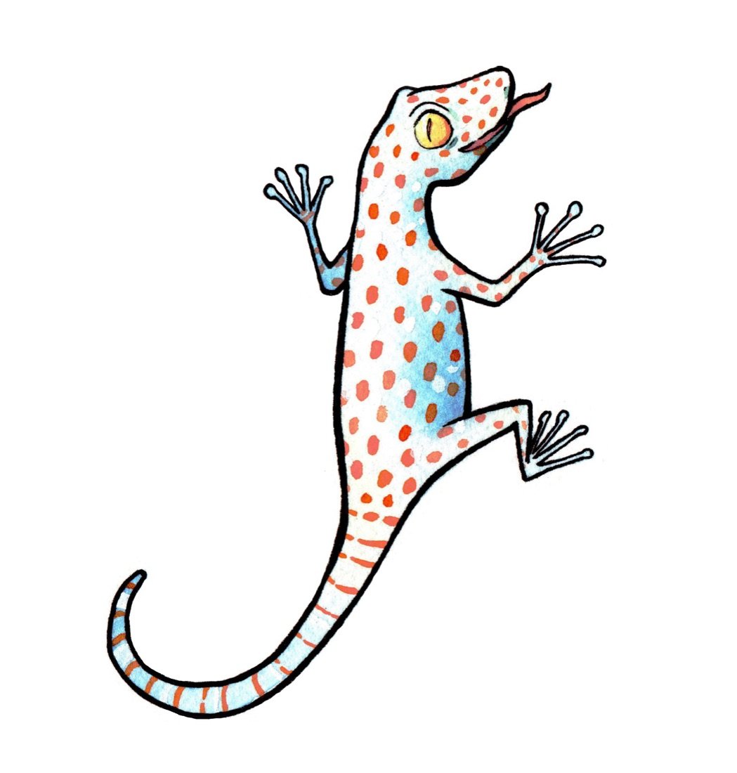 El geco, personaje del programa narrativo, ilustrado en acuarela