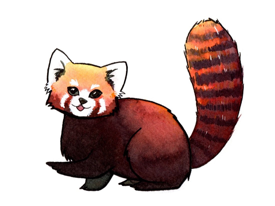 Ilustración en acuarela de un panda rojo
